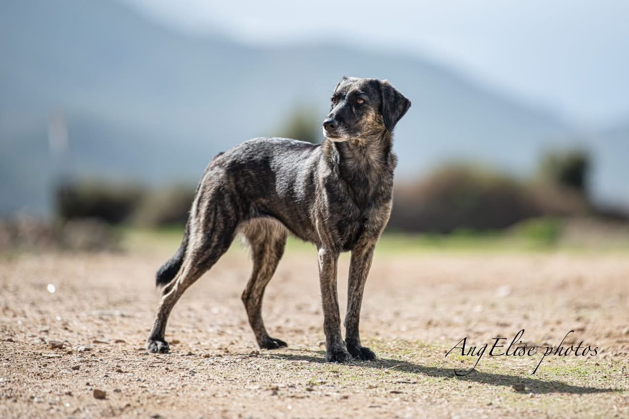 Sintinella Di I Tre Ghjalghi