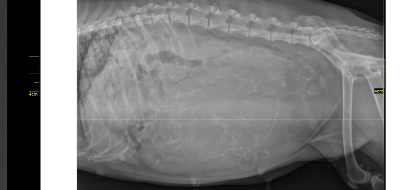 9 chiots prévus finalement !