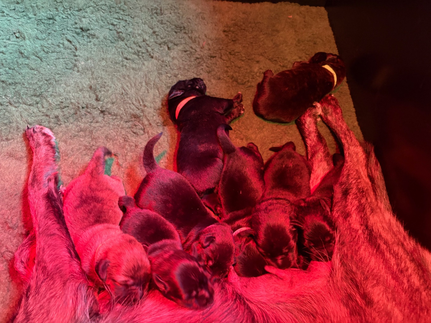 Les chiots sont nés le 3 mars !!! 8 bébés en pleine forme
