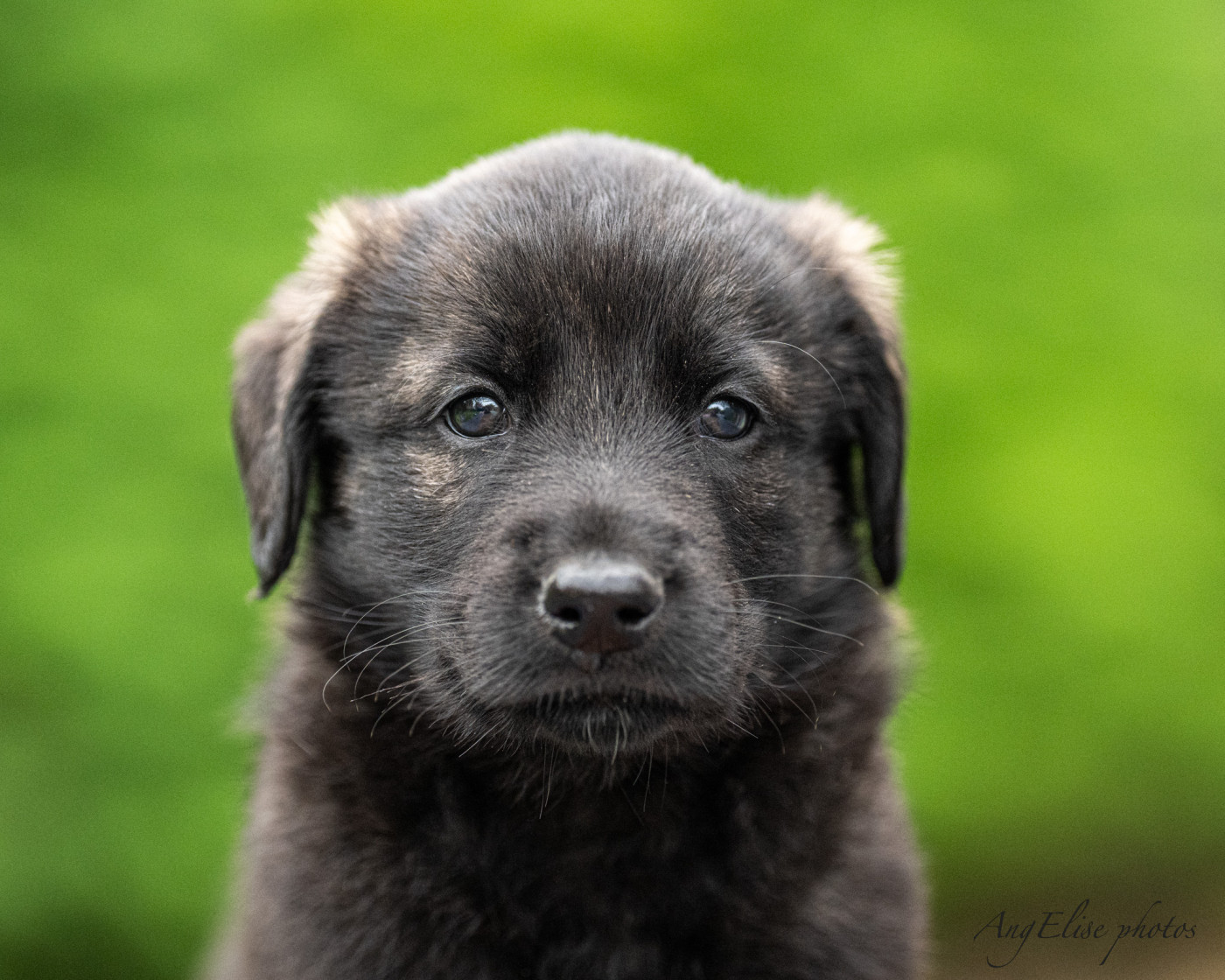 1 mâle cursinu encore disponible !